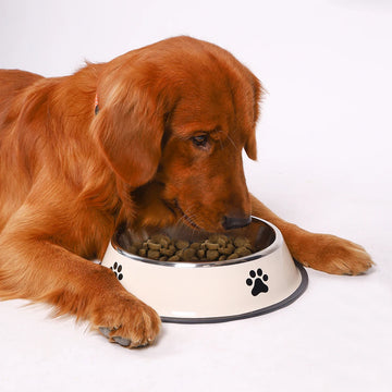 Stainless Steel Anti-Fall Pet Bowl