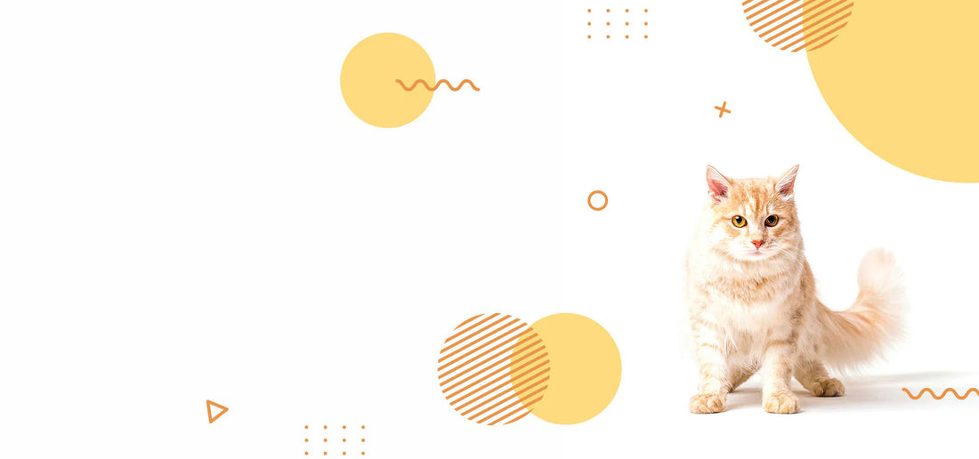 slider image 1621243260e1af0c20-1